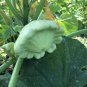15 Pcs Squash Patty Pan Zucchini Green Seeds