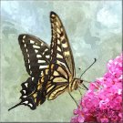 Chinese Swallowtail Butterfly Painting-Signed Artwork-Digital Download