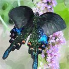 Chinese Peacock Butterfly Painting-Signed Artwork-Digital Download