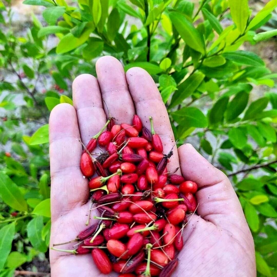 50 Coca seeds ORGANIC High Germination 2 buy get free 5 seeds