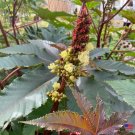 Ricinus Communis Zanzibariensis 25 Bean Seeds