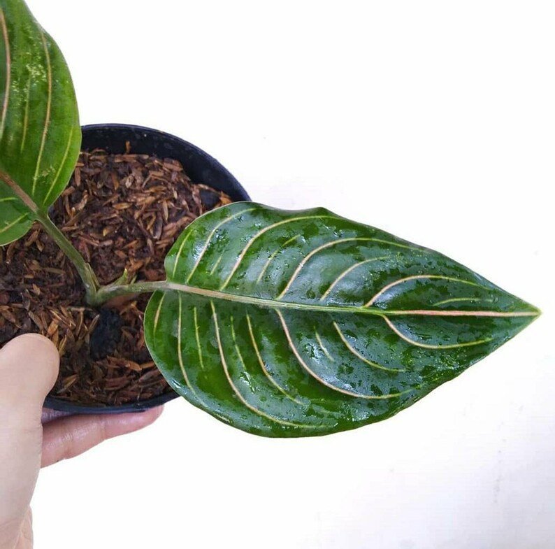 Aglaonema Rotundum Tiger