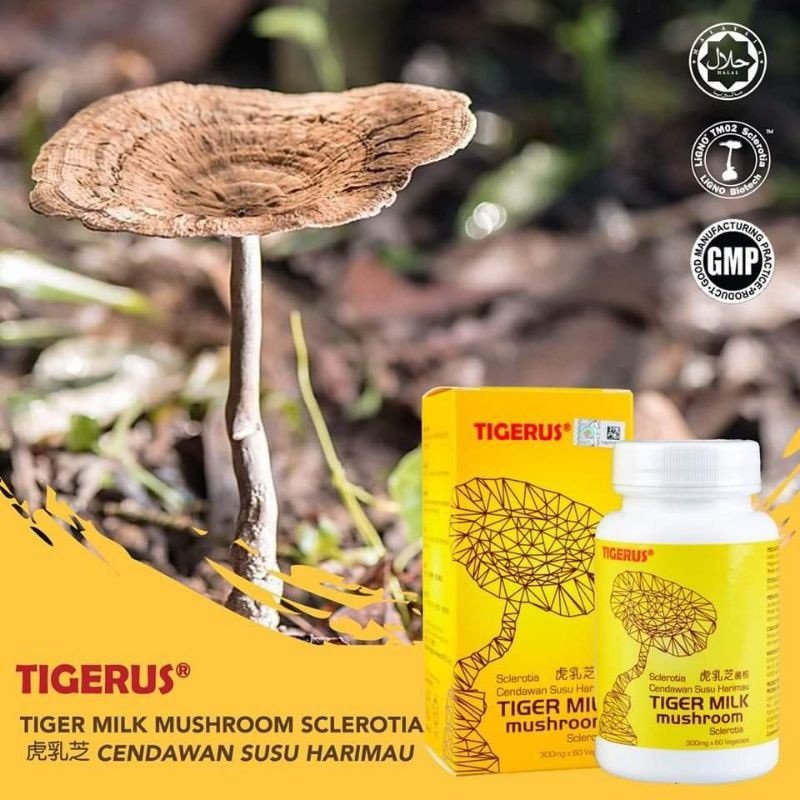 Cough Sinus Relief TIGERUS Tiger Milk Mushroom Sclerotia 60 capsules x 300mg ORIGINAL & HALAL
