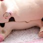 ADORABLE OLD PINK PIG PIGGY BANK A CAST IRON MONEY BOX