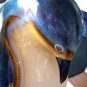 Goebel King Penguin Very large Pastel Porcelain Vintage