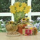   Daffodil Field
