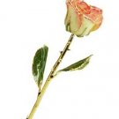  Rose - 24Kt Gold - Cream and Pink