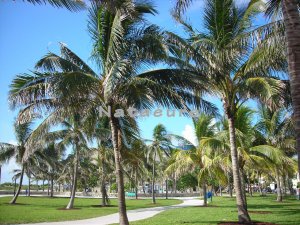 South Beach Palms 8x10