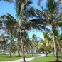 South Beach Palms 8x10