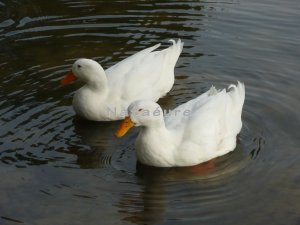 Double Ducks 8x10