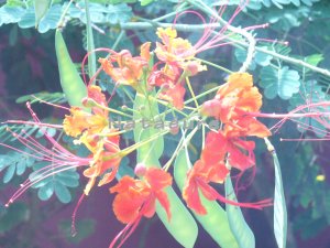 Exotic Orange 8x10