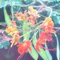 Exotic Orange 8x10