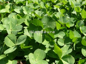 Lucky Clover 8x10
