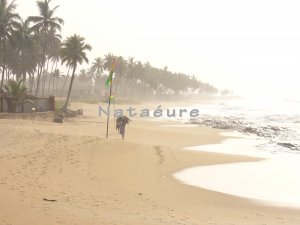 Elmina Beach Shoreline 11x14