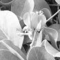 Flowerbud Macro 11x14