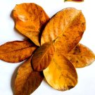 DRIED JACK FRUIT LEAVES ORGANIC BIO FILM SHRIMP FISH AQUARIUM 100% NATURAL  ceylon 100pcs