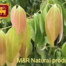 DRIED CINNAMON LEAVES 100% NATURAL PROUDUCT 100PCS