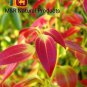 DRIED CINNAMON LEAVES 100% NATURAL PROUDUCT 100PCS