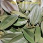 DRIED CINNAMON LEAVES 100% NATURAL PROUDUCT 100PCS