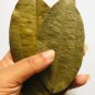 DRIED CINNAMON LEAVES 100% NATURAL PROUDUCT 100PCS