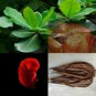 CATAPPA INDIAN ALMOND LEAVES KETAPANG LEAF 100PCS CEYLON