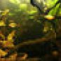 CATAPPA INDIAN ALMOND LEAVES KETAPANG LEAF 100PCS CEYLON