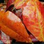 CATAPPA INDIAN ALMOND LEAVES KETAPANG LEAF 100PCS CEYLON