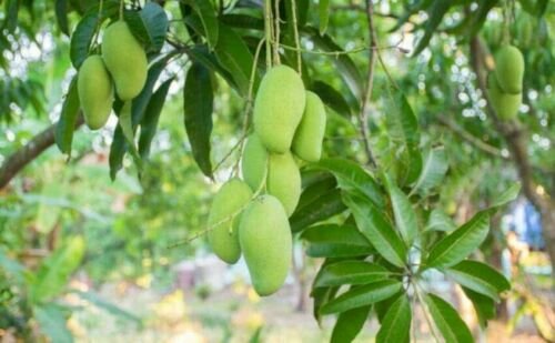100 | DRIED| MANGO | LEAVES | NATURAL | TEA| FROM CEYLON for a healthy life