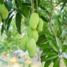 100 | DRIED| MANGO | LEAVES | NATURAL | TEA| FROM CEYLON for a healthy life