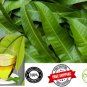 100 | DRIED| MANGO | LEAVES | NATURAL | TEA| FROM CEYLON for a healthy life
