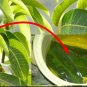 100 | DRIED| MANGO | LEAVES | NATURAL | TEA| FROM CEYLON for a healthy life