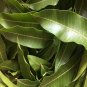 100 | DRIED| MANGO | LEAVES | NATURAL | TEA| FROM CEYLON for a healthy life