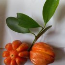 DRIED GORAKA -GARCINIA NATURAL PRODUCT