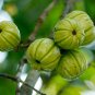 DRIED GORAKA -GARCINIA NATURAL PRODUCT