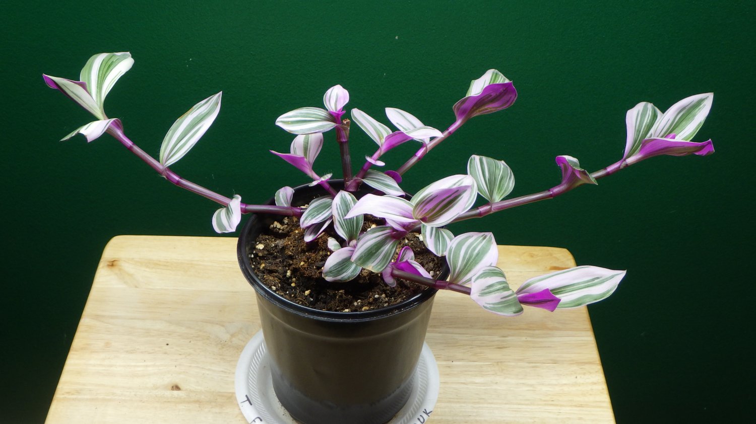 Tradescantia Fluminensis - 