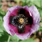 IZMIR POPPY Turkish Papaver Purple Flower Seeds RARE