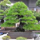 JAPANESE BLACK PINE Tree Bonsai Seeds - (BUY 2 GET 1 FREE) - 10x Seeds