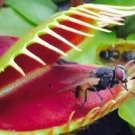 Venus Fly Trap Seeds, Dionaea Muscipula, Bonsai Carnivorous Plant Seeds 10 Pcs,