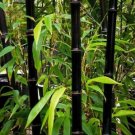 10 pcs Black Bamboo Seeds. Phyllostachys Nigra. Exotic Plant Viable Seeds - UK Seller 10 pcs Black Bamboo Seeds. Phyllostachys Nigra. Exotic Plant Viable Seeds - UK Seller