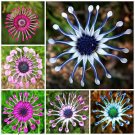 Mix Daisy Osteospermum Seeds Rare Stunning Garden Plant 10 pcs