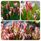 Candy Cane Sorrel Oxalis Versicolor Seeds Garden Flowers 10 Pcs