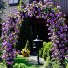 Purple Climbing Rose Seeds Flower Garden Plant Seedlings, (Buy 1 Get 1 15% Off) 10 pcs Purple Climbing Rose Seeds Flower Garden Plant Seedlings, (Buy 1 Get 1 15% Off) 10 pcs