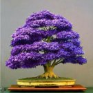 Purple Ghost Japanese Maple Bonsai Tree Seeds - Acer Palmatum - 10 Seeds Purple Ghost Japanese Maple Bonsai Tree Seeds - Acer Palmatum - 10 Seeds