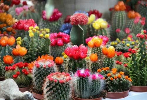 Cactus Mix- 25 seeds - - BOGO 50% off SALE