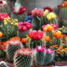 Cactus Mix- 25 seeds - - BOGO 50% off SALE