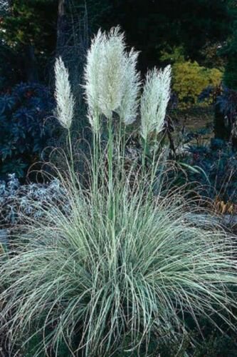 Pampas Grass- White- 100 Seeds- BOGO