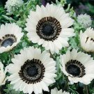 Venidium- White- 100 Seeds- BOGO