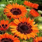 Venidium- Orange- 100 Seeds- BOGO
