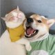 pet supplies