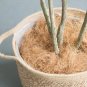 100% Pure Organic Coconut Husk Fiber | Homemade Coconut Husk Fiber for Orchid, Anthurium